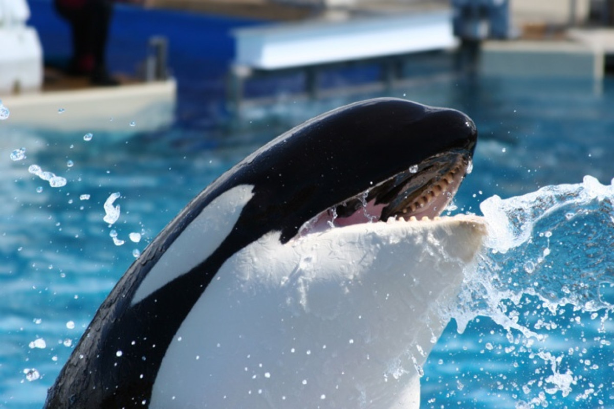 Los Angeles - photo 7