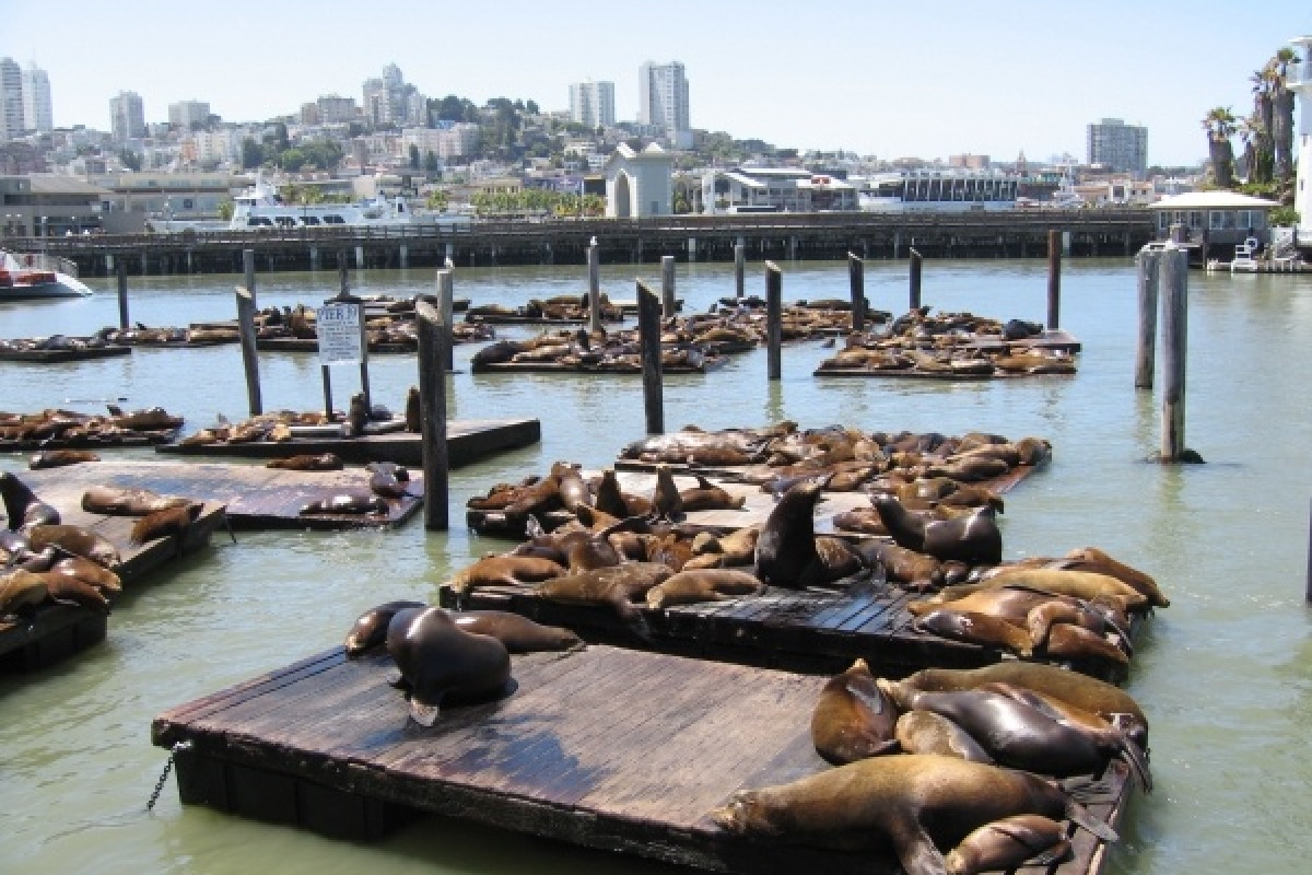 San Francisco - photo 11